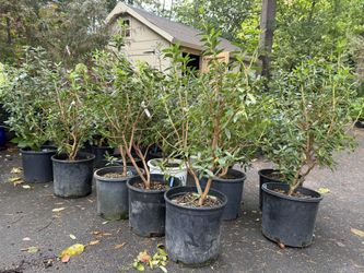 Purple - Blue Rhododendron Bushes 
