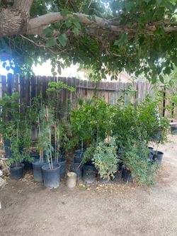 Fruit trees and plants