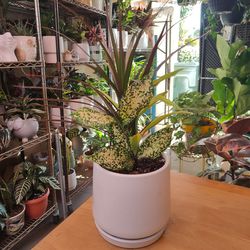 $20 Each One Indoor Plant