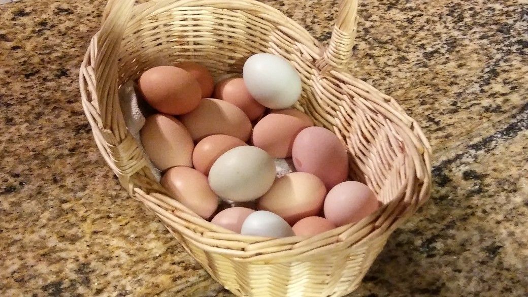 Backyard Eggs