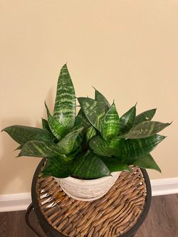 Healthy Houseplants