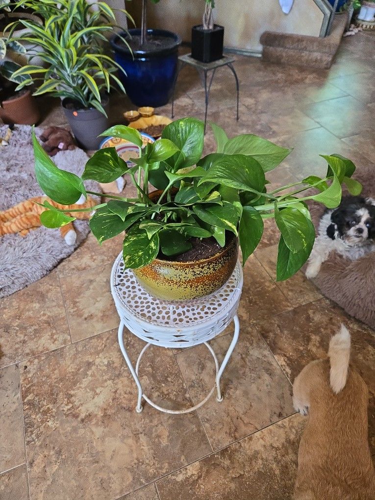 Pothos In New Gorgeous 7in Ceramic Pot With Drainage