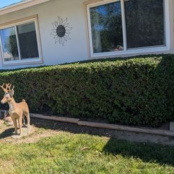 Free Escallonia bushes