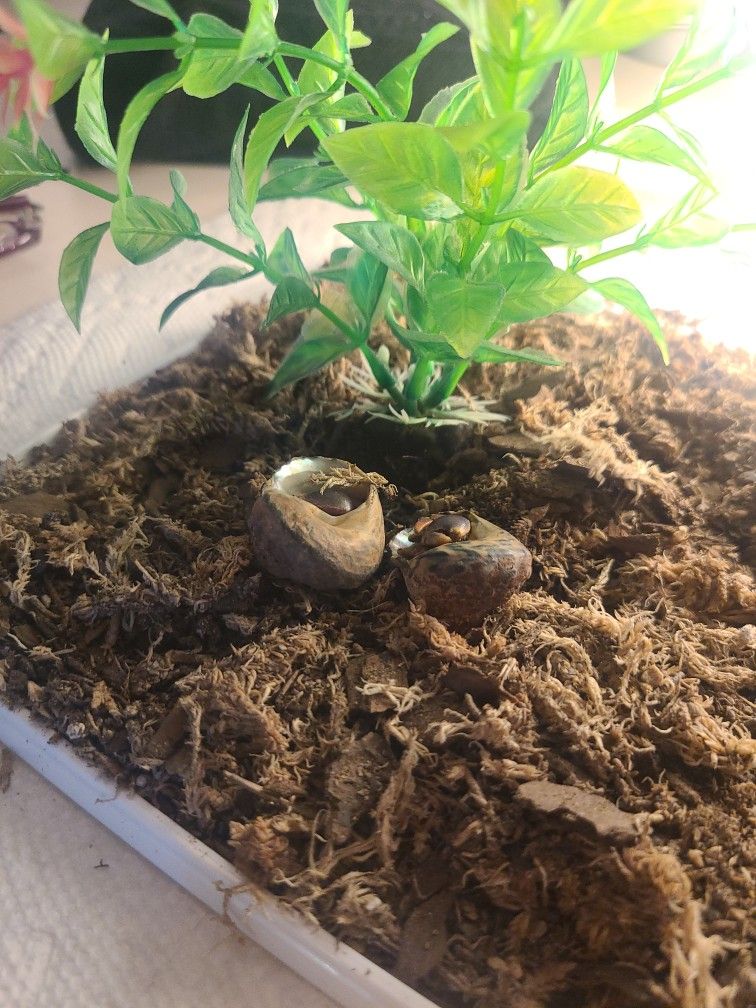 2 Petsmart Hermit Crabs