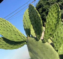 Nopal