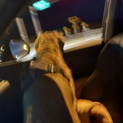 Es Menor De Un Año Con Papeles Y Todo 