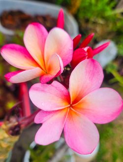 Pink Plumerias Beautiful Flowers 🌸🌿