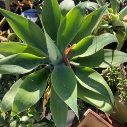 Agave Plants Good Size Drought Tolerant