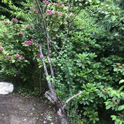 A Medium Sized Tree For Sale