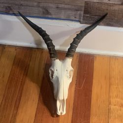 Taxidermy Blesbok Antelope Skull!! $125