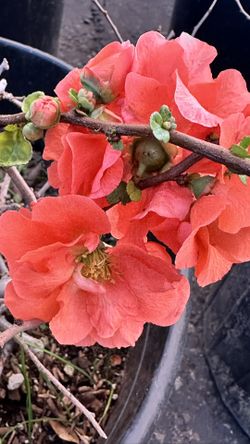 Quince Double Take Plant Cây Hoa Đào Nhật 5-7 Gallon Pot 
