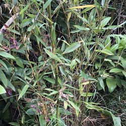 Black Bamboo P Nigra