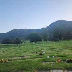 Forest Lawn Hollywood Hills – Sold-Out Tenderness Section (Companion Lawn Crypt)
