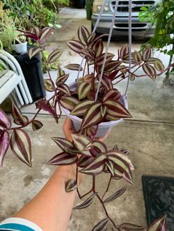 Trandescantia sebrina plant