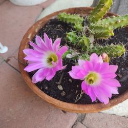 Echonocereous Succulent Plant