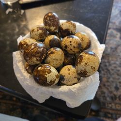 Quail Eggs 