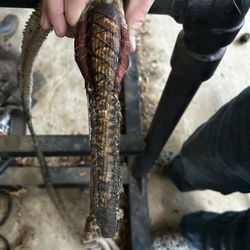 bullriding rope