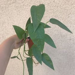 Beautiful Cebu Blue Pothos Plant