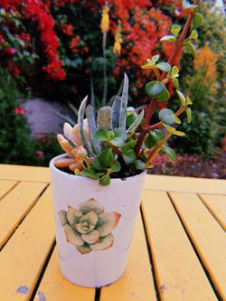 Succulent Arrangement