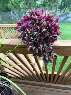 Lush Trailing Tradescantia Deep Purple plant