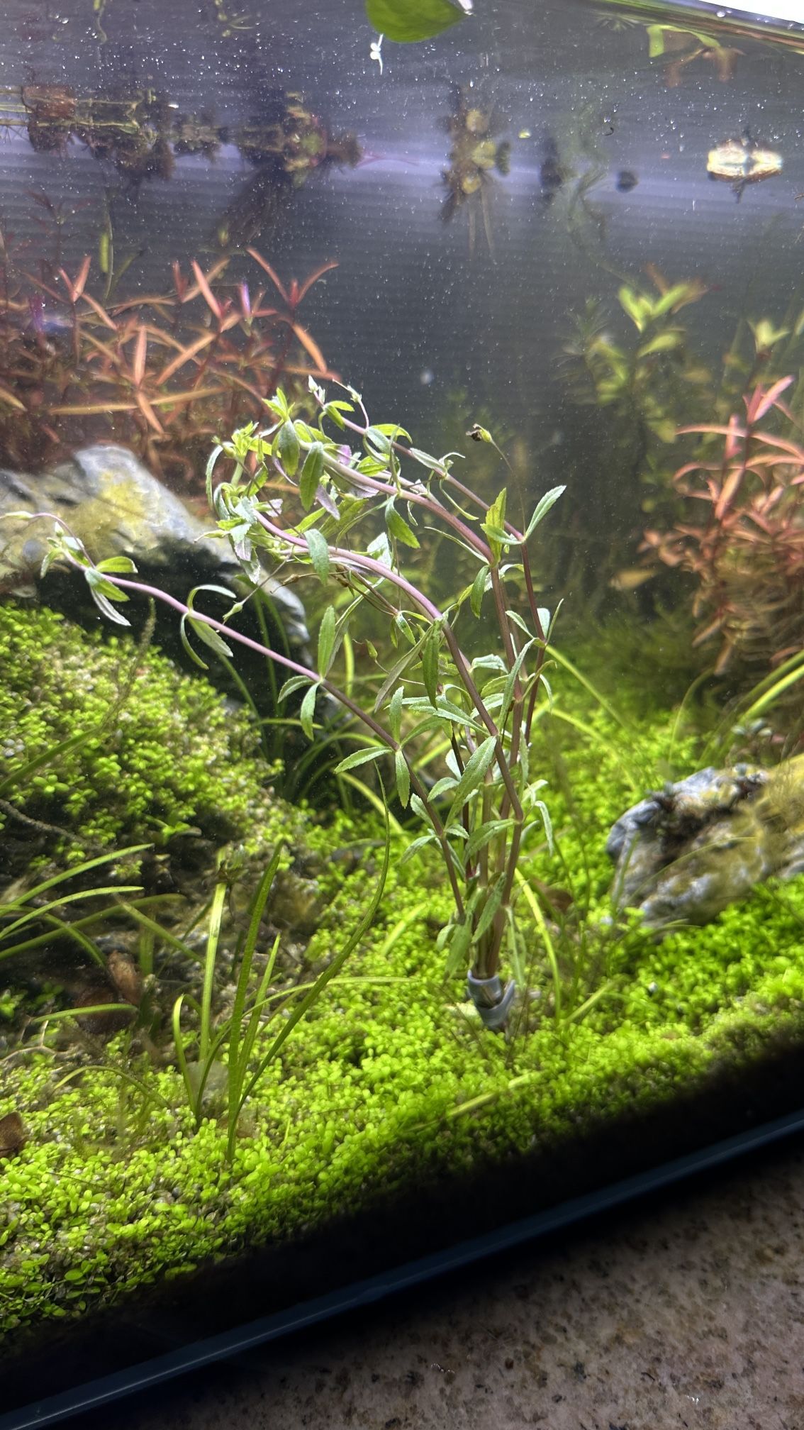 Limnophila Hippuridoides Live Aquarium Bundle Plant For Fish Tanks