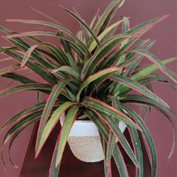 FAKE PLANT IN A DECORATIVE CERAMIC POT  1 FOOT TALL