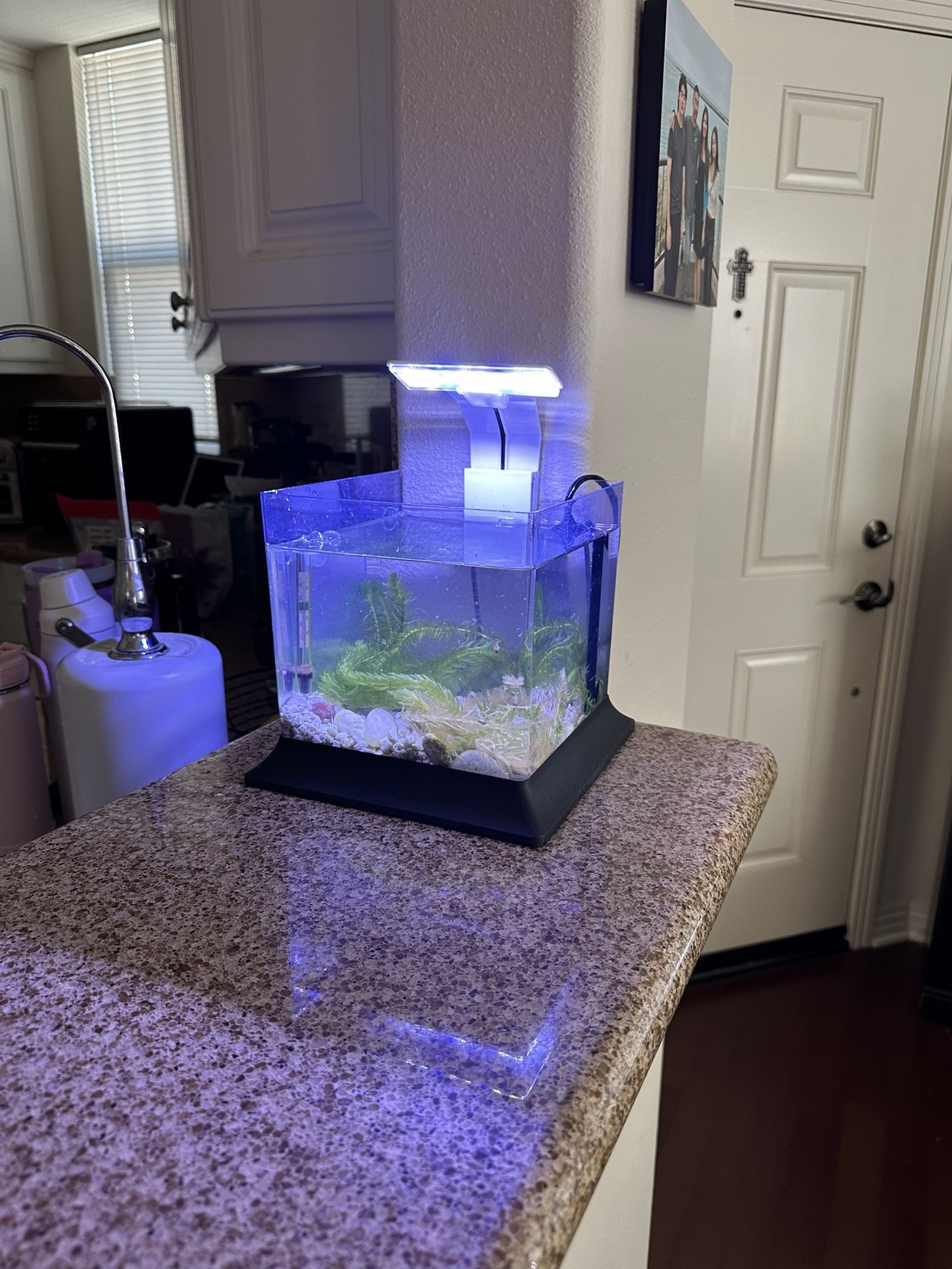 1 gallon betta fish tank pico aquarium bowl