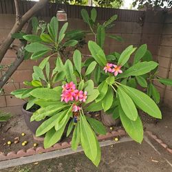 Plant