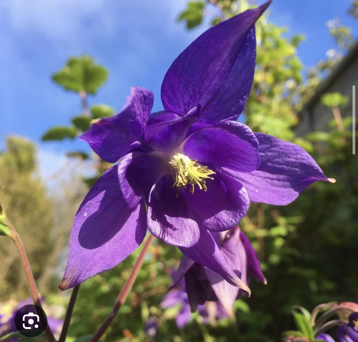 Dark Purple Columbine 