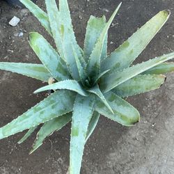 Aloe Vera / Sábila