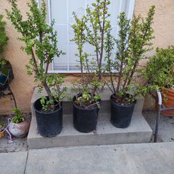 Succulent Plants Elephant Tree $25 Each