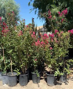 PINK CREPE MYRTLES TREES 🌳🌺$40.00 EACH!