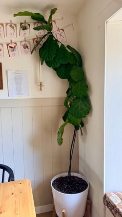 Fiddle Leaf Fig