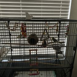 Birds And Cage