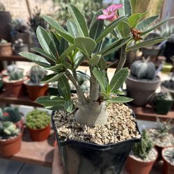 Adenium Arabicum 6”
