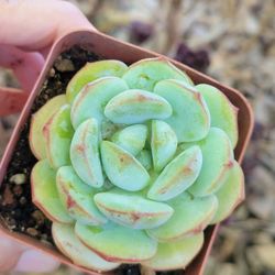 Sedeveria Pudgie Succulent