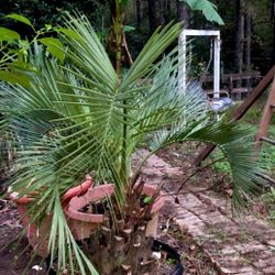 Pindo Palm