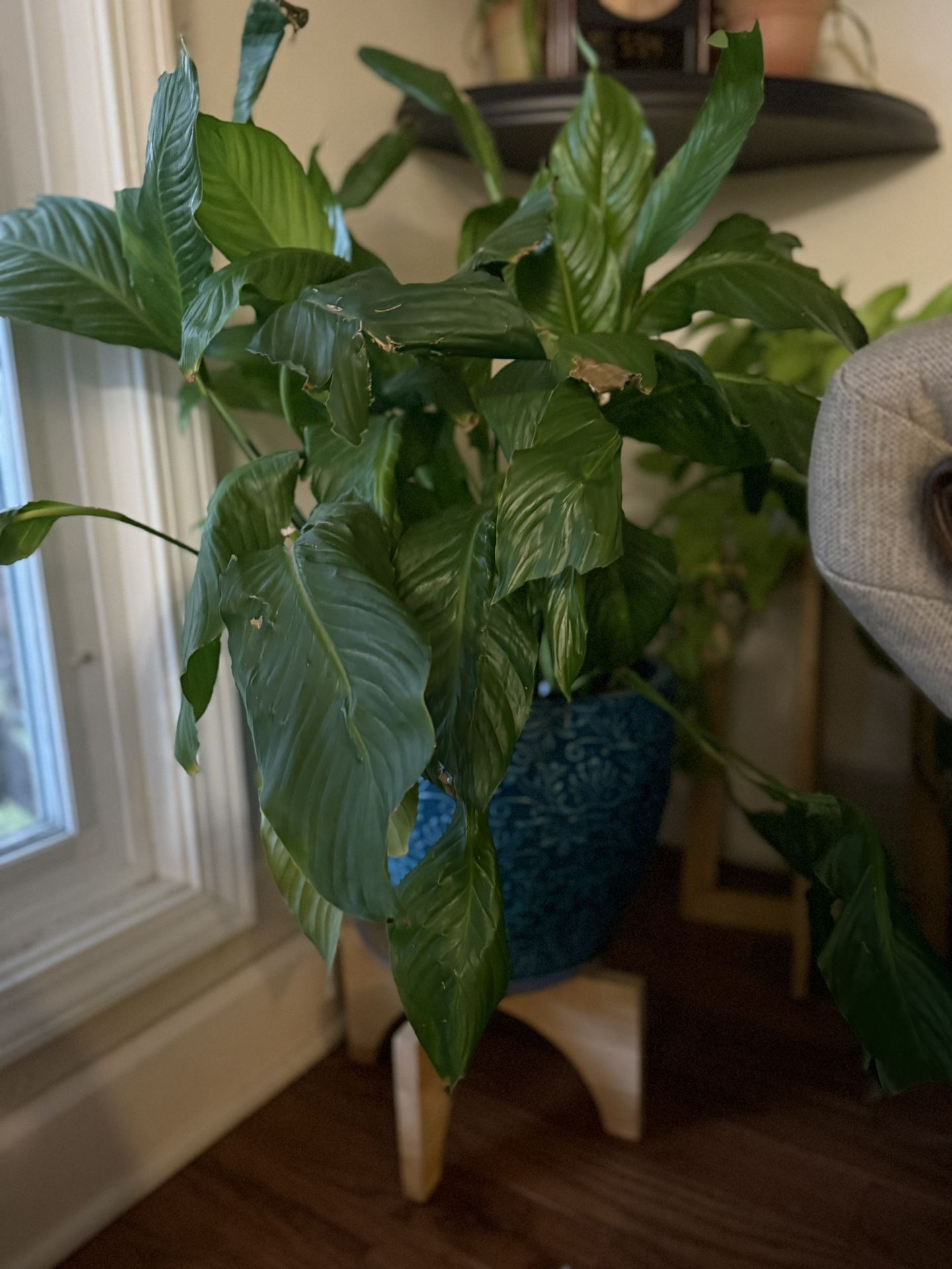 Peace Lilly Plant With Pot