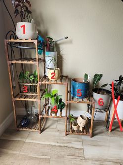 Plant Stand and Plants for Sale