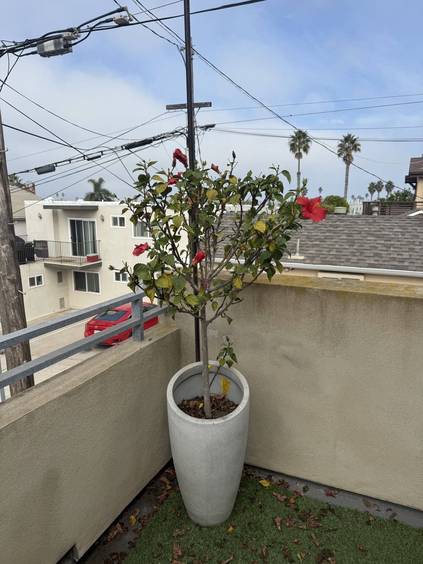 Hibiscus Plant And Pot