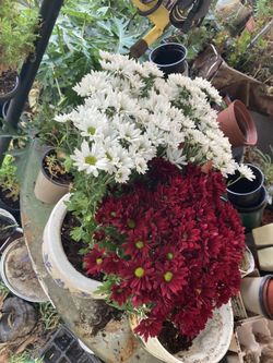 Plantas Cresemtemas