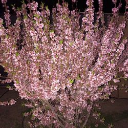 Flowering Almond Tree