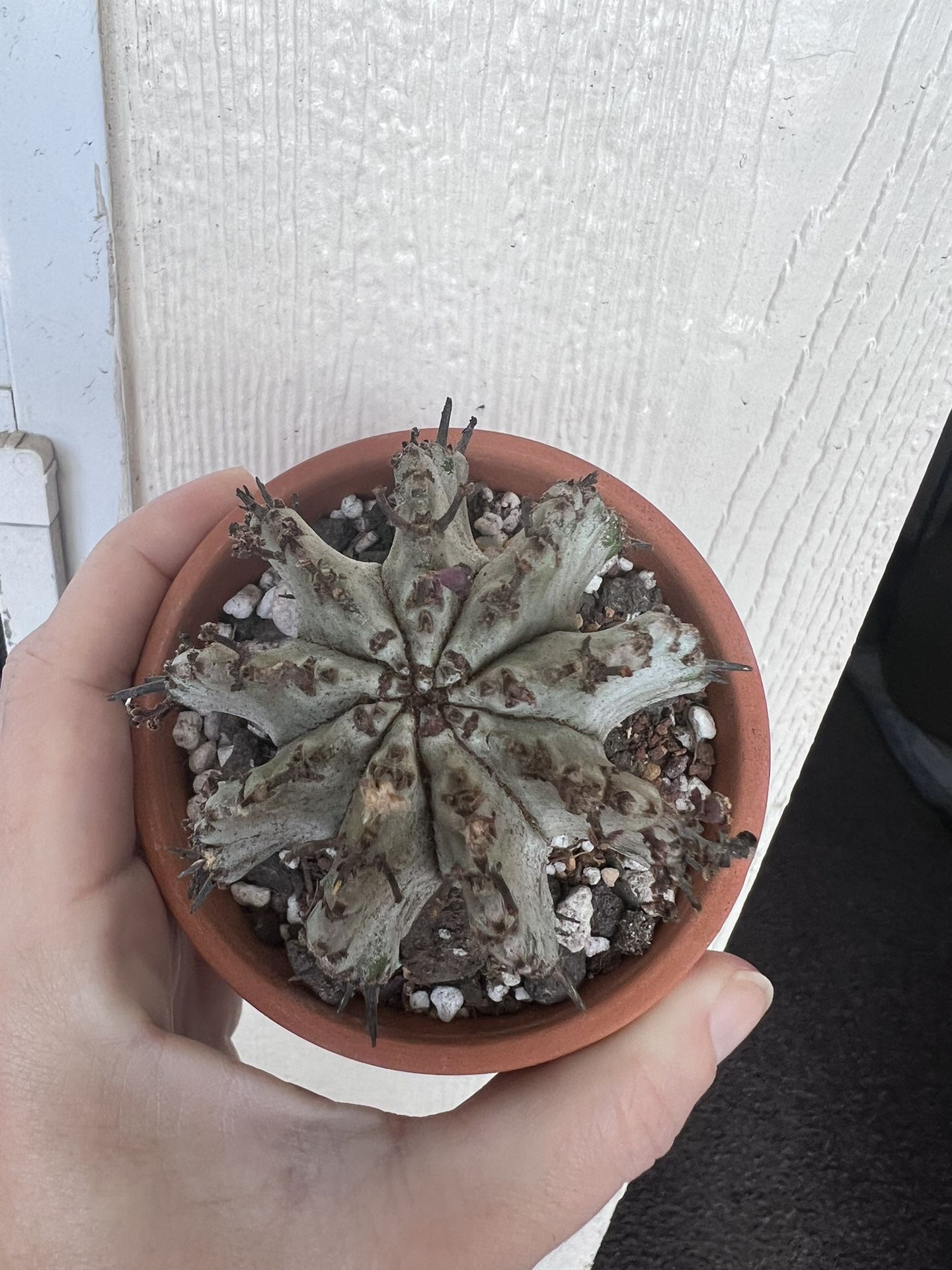 Euphorbia polygona 'Snowflake' Cactus 