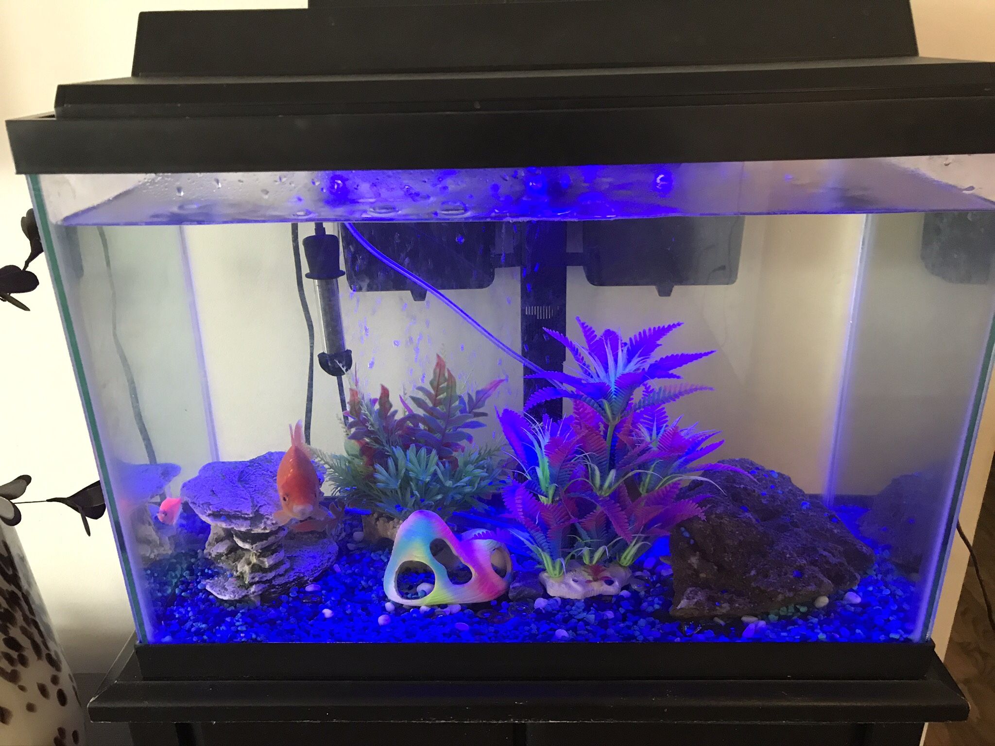 20 Gallon Fish Tank