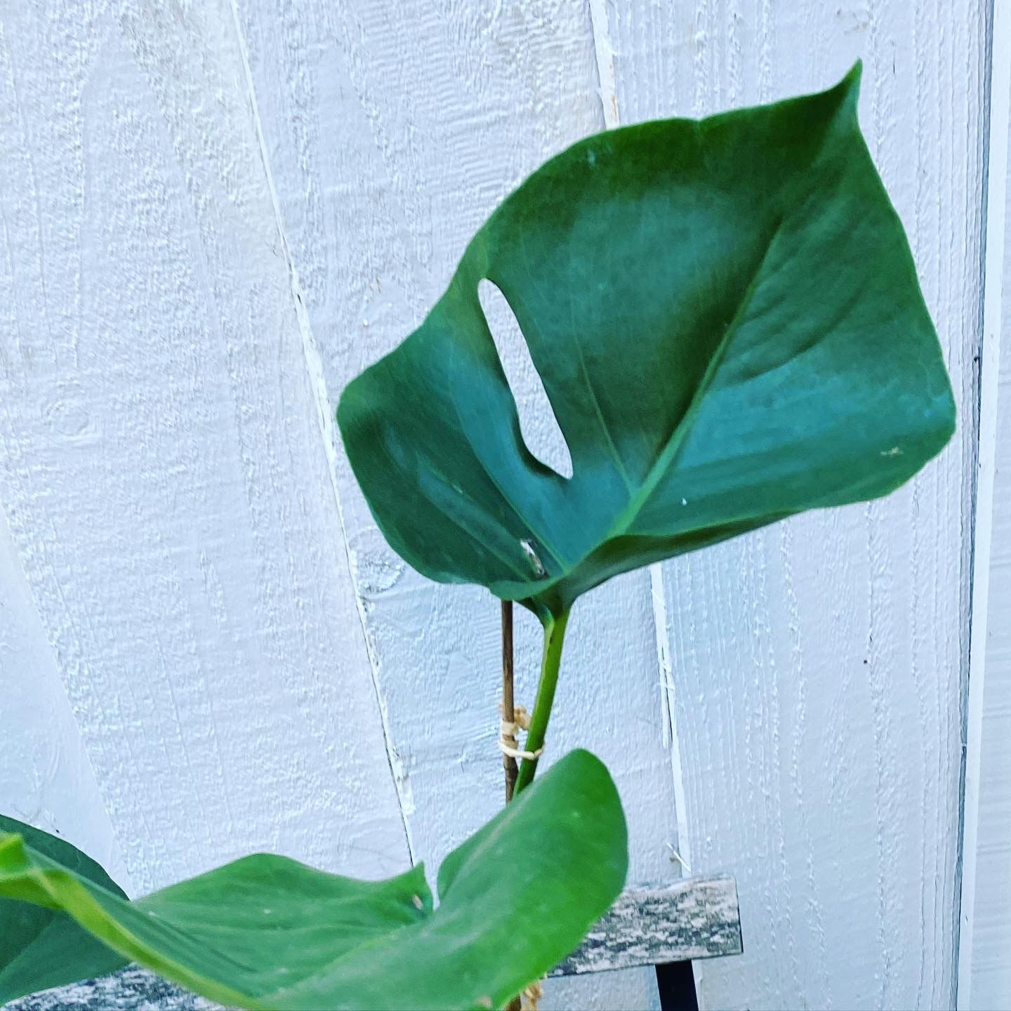 Philodendron Monstera plant