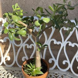 JADE Natural Plant With Pot