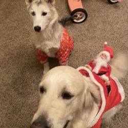 Dog Santa 