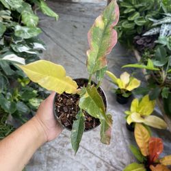 5” Ring Of Fire Philodendron