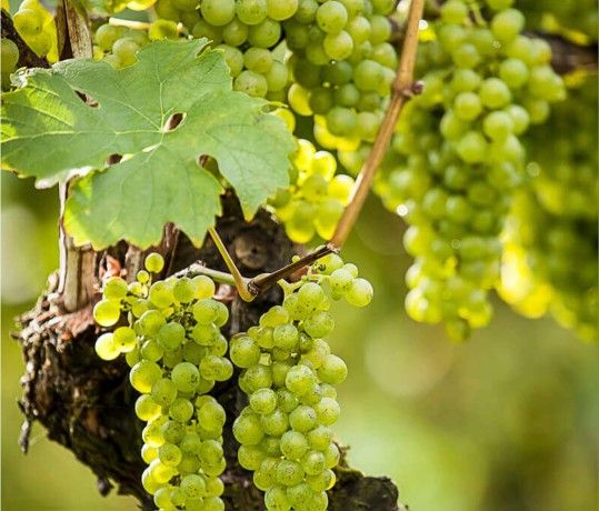 Common Grape Vine Plant Starters