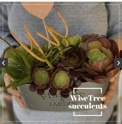 Succulent Arrangement , areglo de succulentes